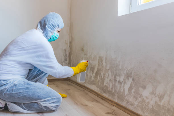 Licensed Mold Testing service in Yale, MI - WQB Mold Removal
